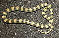 S. semiannulata, Death Valley, Kalifornien