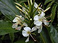 Hedychium × wilkeanum (kříženec H. coronarium × gardnerianum)