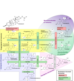 Schema över steroidgenesen, som visar hur androgenerna nere till vänster bildas av progestagener och kan omvandlas till östrogen.