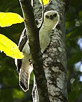 Miniatura para Nisaetus lanceolatus