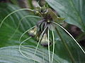 クロバナタシロイモ Tacca chantrieri André (1901)