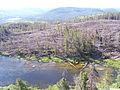 Poškození lesa větrem.