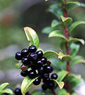 Miniatura para Reserva botánica regional Huckleberry