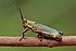 Variegated grasshopper (Zonocerus variegatus).jpg