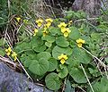 Viola biflora