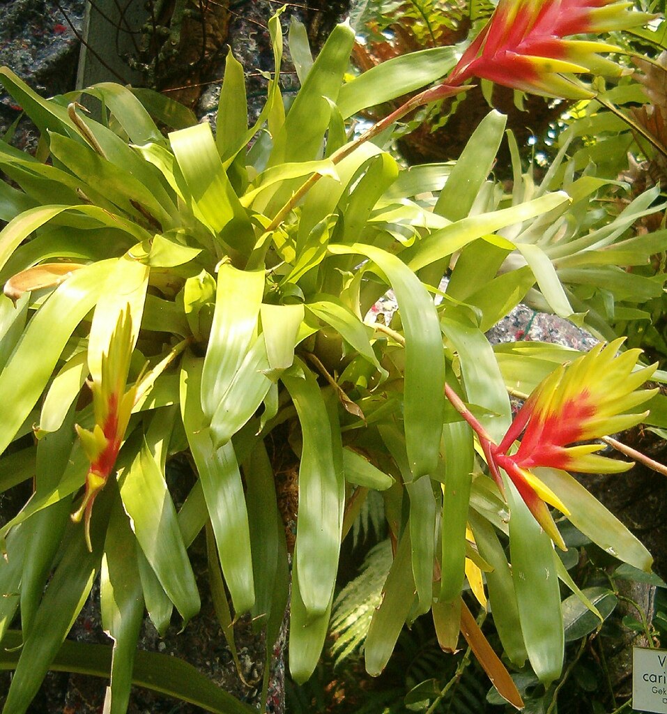 Vriesea Carinata