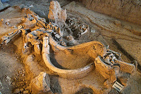 Waco mammoth site QRT.jpg