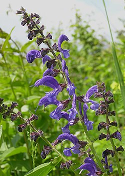  Salvia pratensis