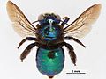 Miniatura para Xylocopa bombylans