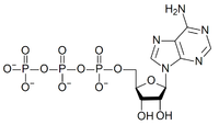 Аденозинтрифосфор кислотаһы — АТФ: химик формула