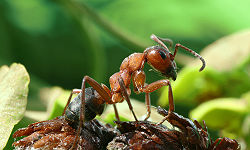 Formica rufa worker