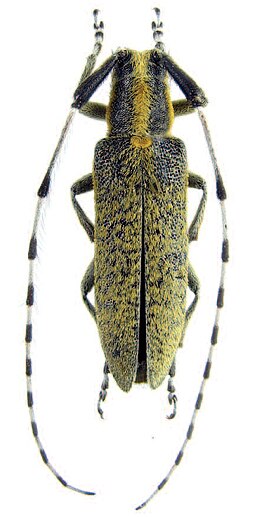 Agapanthia danilevskyi