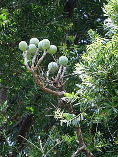 Description de l'image Agathis moorei Kauri Royal Botanic Gardens Sydney.jpg.