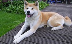 Akita Dogs Picture