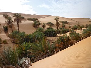 Dadelpalm i Gaberounoasen, Sahara