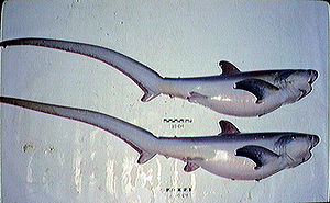 English: Common thresher shark (Alopias vulpin...
