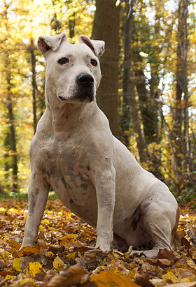 American Staffordshire Terrier 10 ans