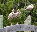 American white ibis