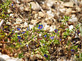 Acker-Gauchheil, blaublütige Form (Anagallis arvensis var. caerulea)