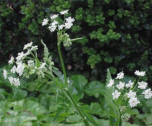 Vild Kørvel (Anthriscus sylvestris)