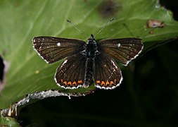 Aricia artaxerxes