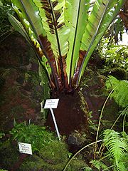 A. australasicum