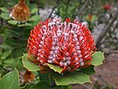 Scarlet banksia flower spike