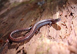 Californische slanke salamander