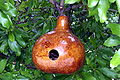 Calabaza utilizada para casita de aves, birdhouse.