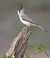 10 / Black-crested Titmouse