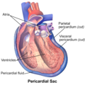 Pericardial sac