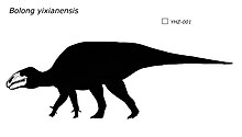 skeletal reconstruction of bolong, based on the holotype skull, YHZ-001