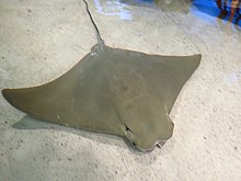 A stingray swimming over sand