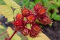 Botanischer Garten Uni Bonn - Rubus phoenicolasius.jpg