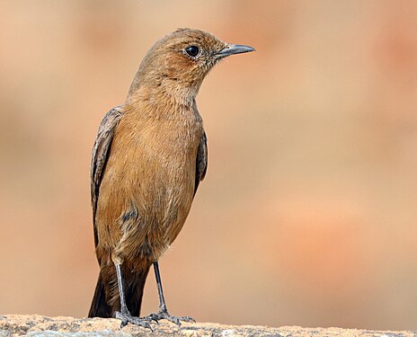 Oenanthe fusca (brown rock chat)