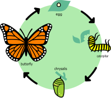 The life cycle of the monarch butterfly Butterfly life cycle diagram in English.svg