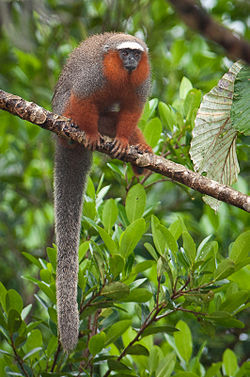 Callicebus discolor