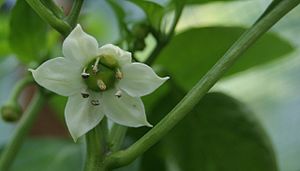 English: Capsicum annuum Deutsch: Capsicum annuum