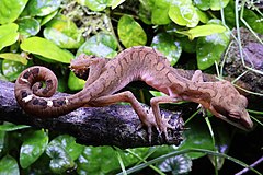 Description de l'image Cat gecko (Aeluroscalabotes felinus) 1.jpg.