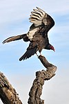 Turkey vulture