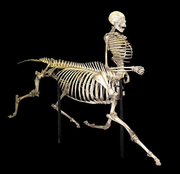 621px-Centaur_skeleton.jpg