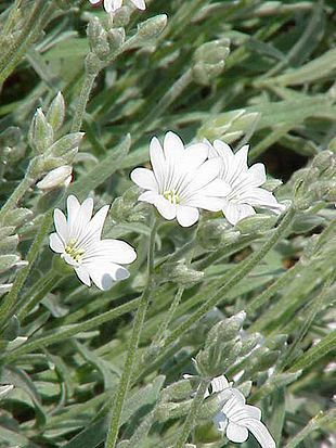 Gråbladet hønsetarm (Cerastium tomentosum).