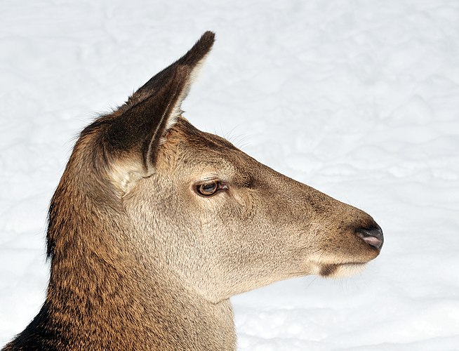 Самка благородного оленя (Cervus elaphus)