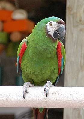 Maracanã-guaçu em zoológico em Mendon, em Massachussets, nos Estados Unidos