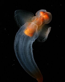 Морской ангел Clione limacina