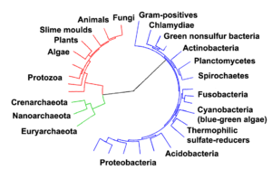 Evolutionary tree showing the divergence of modern species from their common ancestor in the center. The three domains are colored, with bacteria blue, archaea green, and eukaryotes red. Collapsed tree labels simplified.png