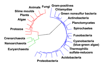 A view of the phylogenetic tree based on the three-domain system, showing the divergence of modern species from their common ancestor in the centre. The three domains are coloured, with bacteria blue, archaea green and eukaryotes red. Collapsed tree labels simplified.png