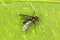 Condylostylus longicornis found in Alameda County, California, US