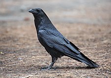Corvus corax (обыкновенный ворон), Йосемити, Калифорния, США - Diliff.jpg