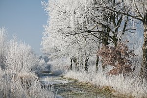 Hoar frost or soft rime on a cold winter day i...